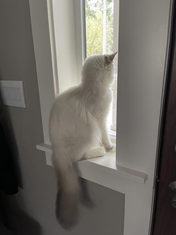 Our Cats In Their New Homes photo 18