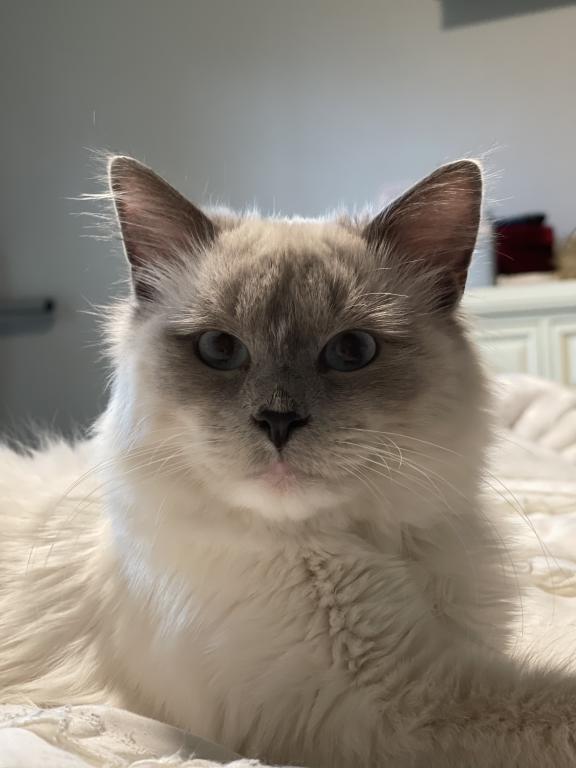 Our Cats In Their New Homes photo 17