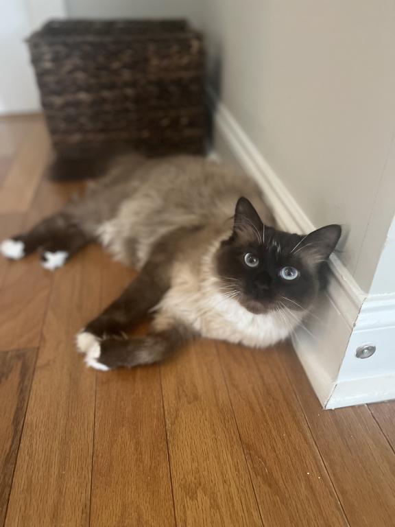 Our Cats In Their New Homes photo 2