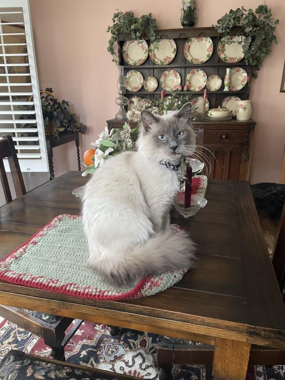 Our Cats In Their New Homes photo 19