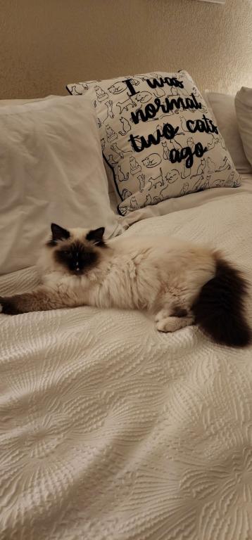 Our Cats In Their New Homes photo 1