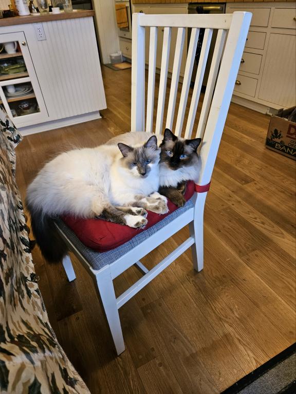 Our Cats In Their New Homes photo 21