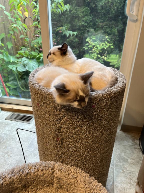 Our Cats In Their New Homes photo 13