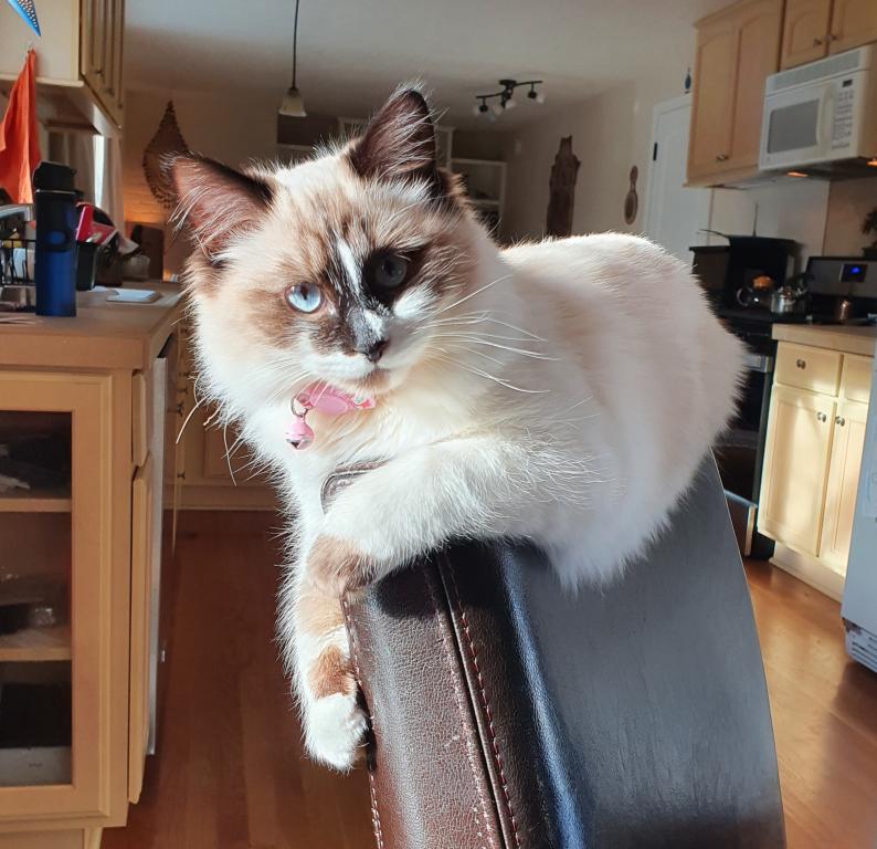 Our Cats In Their New Homes photo 16