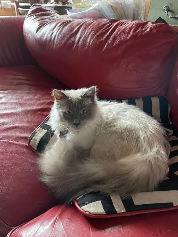 Our Cats In Their New Homes photo 7