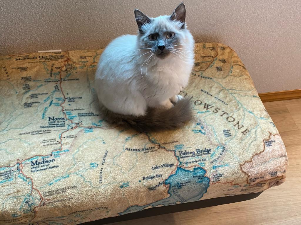 Our Cats In Their New Homes photo 15