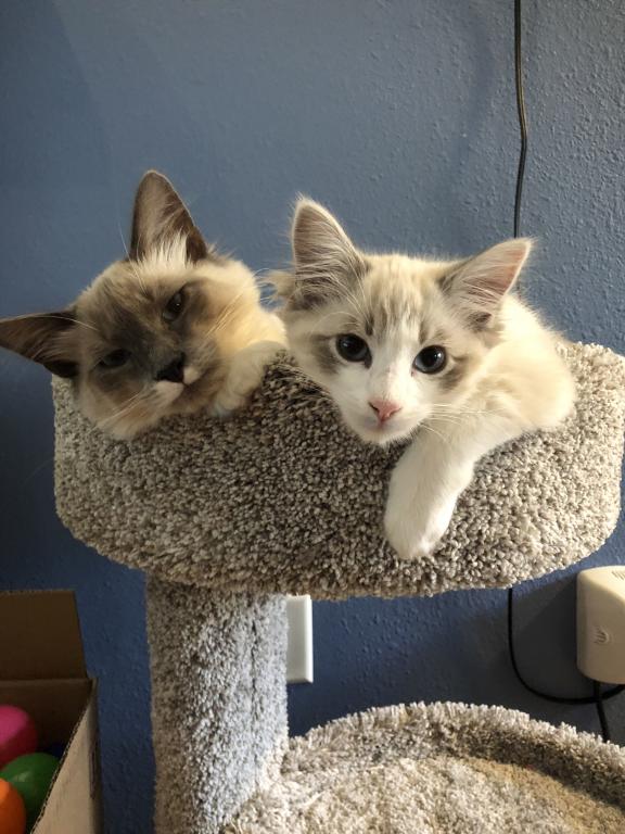 Our Cats In Their New Homes photo 12