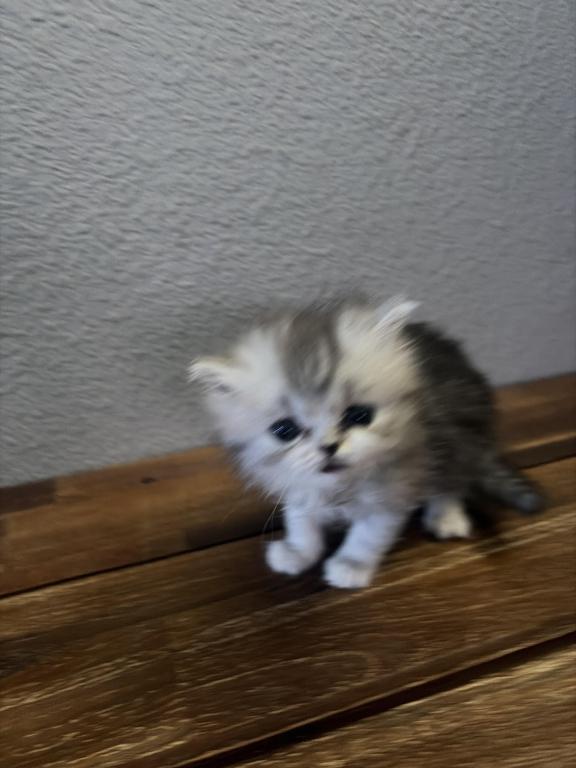 Sophie