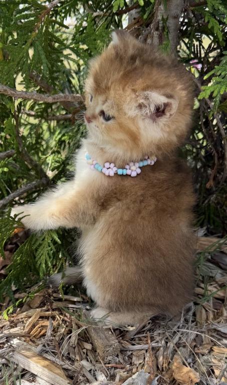 Biscuit photo 3