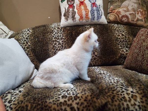 Caramel photo 2