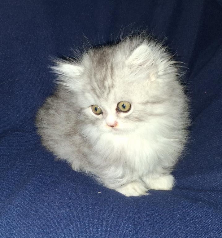 Reduced Munchkin Chinchilla photo 2