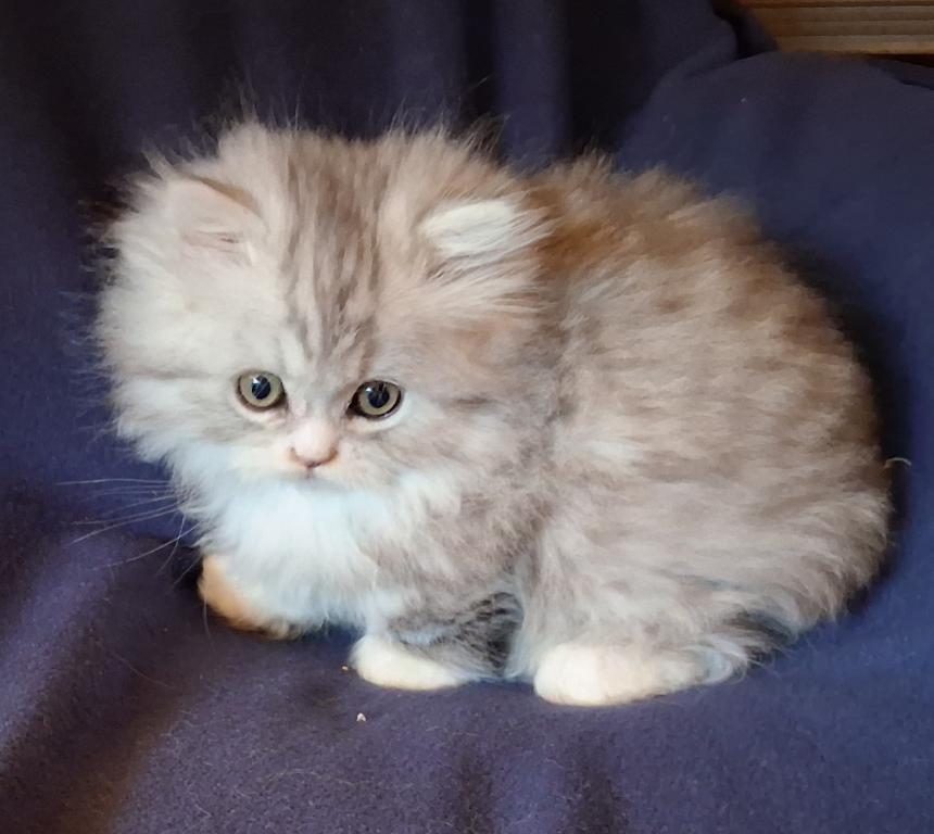Reduced Munchkin Chinchilla