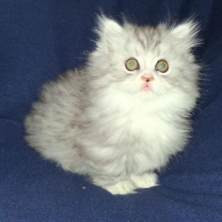 Reduced Munchkin Chinchilla photo 4
