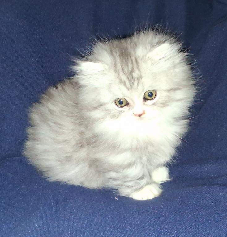Reduced Munchkin Chinchilla photo 6