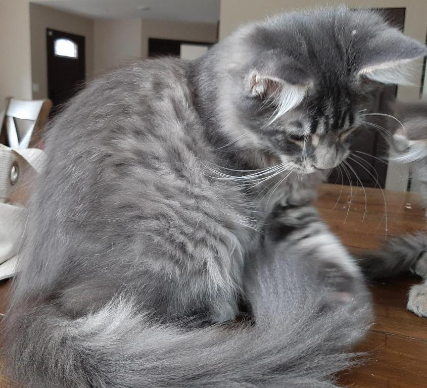 Buddy Big Male Purebred Maine Coon