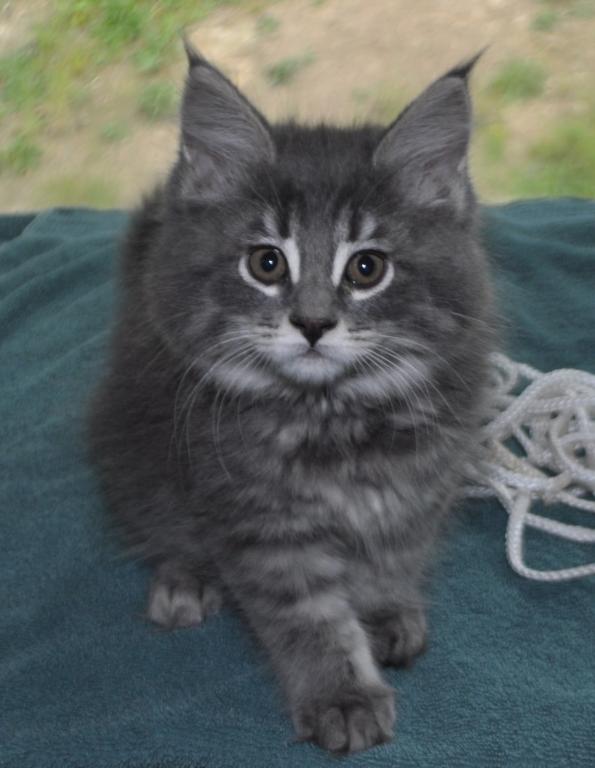 Buddy Big Male Purebred Maine Coon photo 1