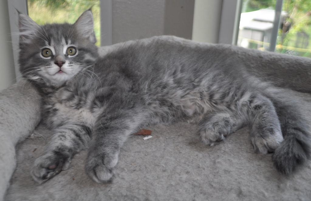 Buddy Big Male Purebred Maine Coon photo 2