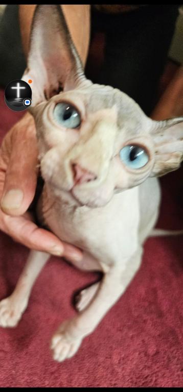 Sphynx photo 2