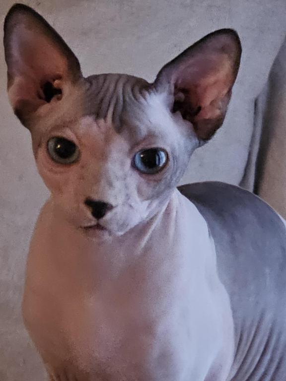 Sphynx photo 1
