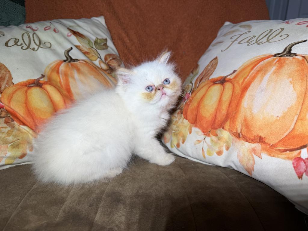 Sassys Kittens photo 2