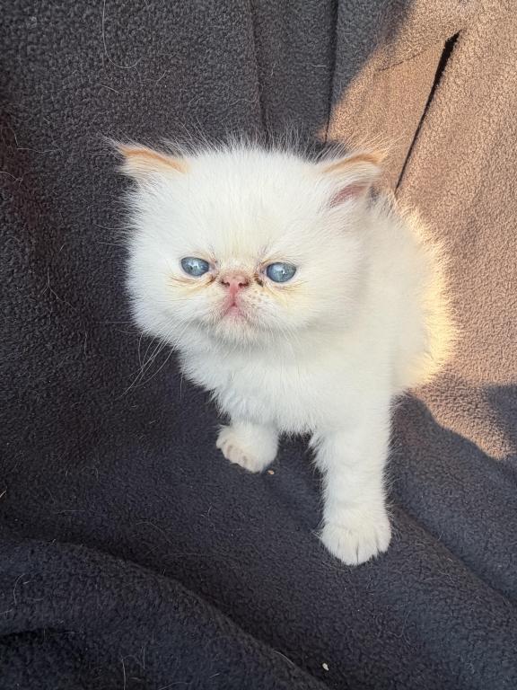Sassys Kittens photo 1