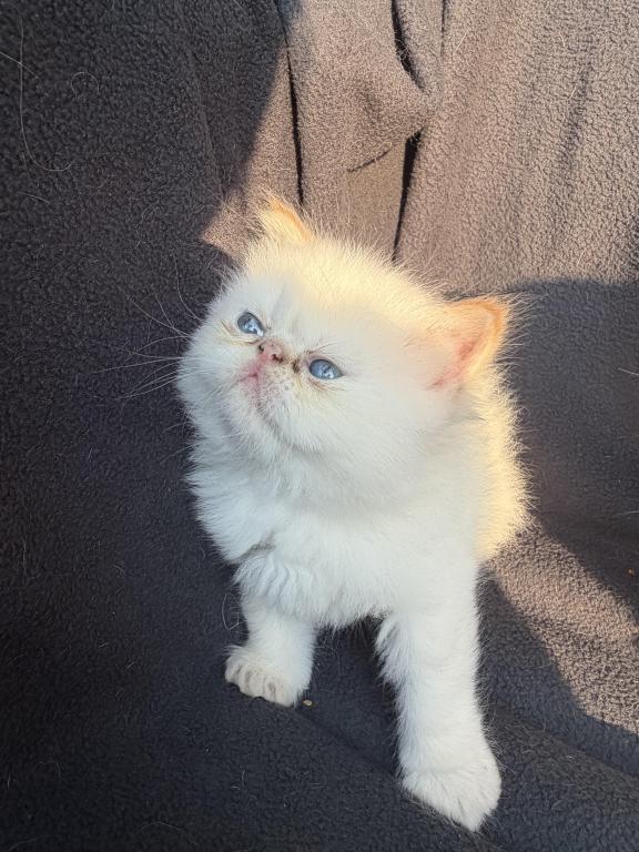 Sassys Kittens photo 4