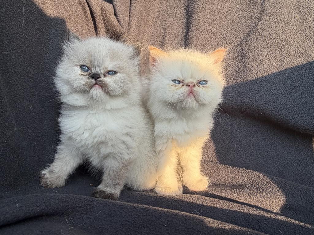 Sassys Kittens photo 3