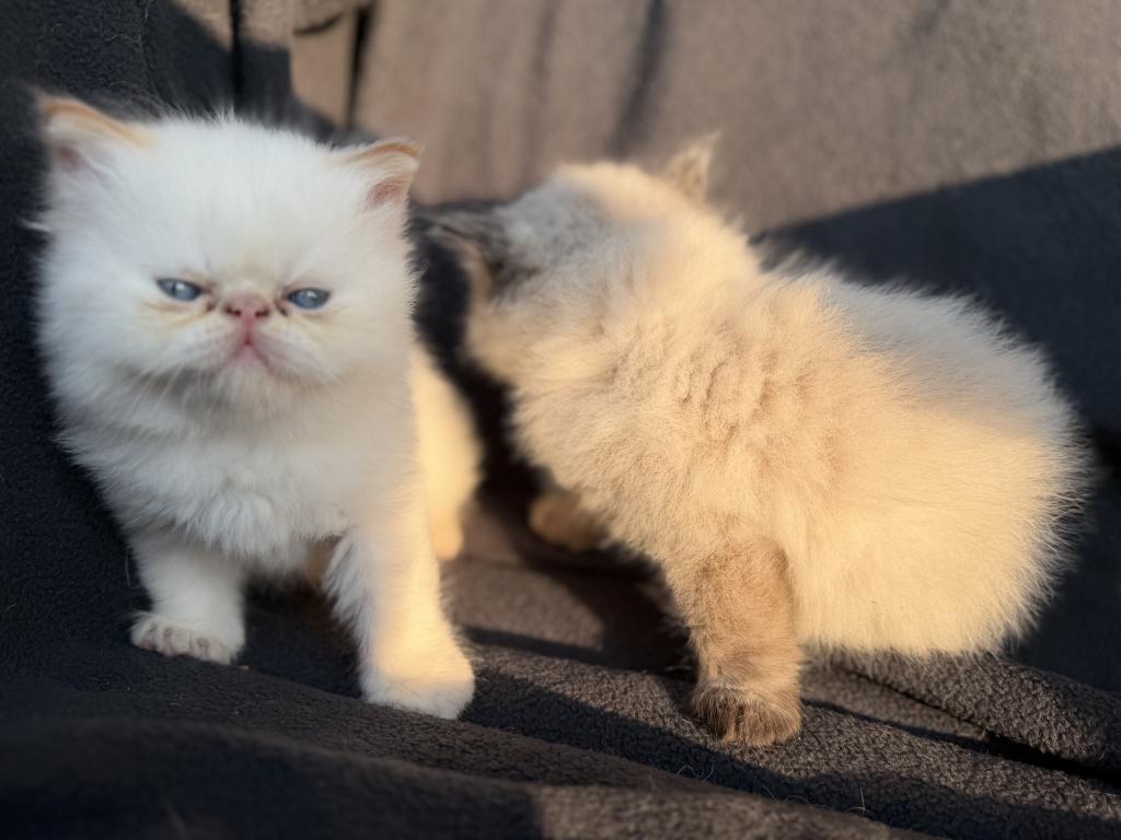 Sassys Kittens photo 2