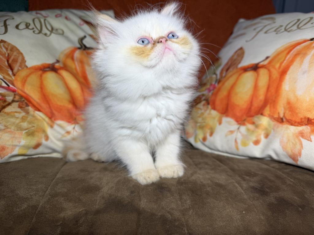 Sassys Kittens