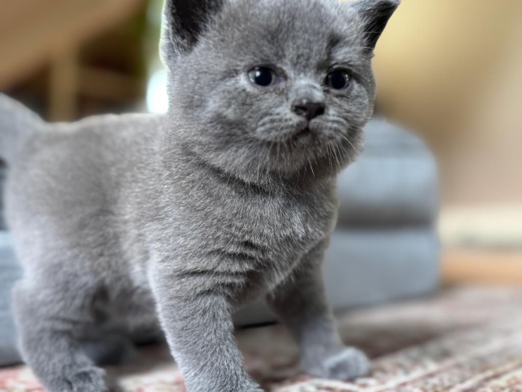Fern British Shorthair Blue Kitten