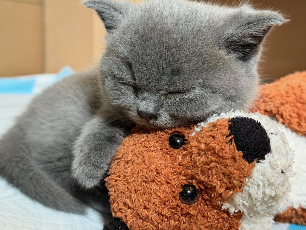 Fern British Shorthair Blue Kitten photo 5