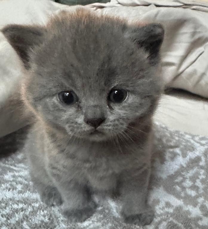 Fern British Shorthair Blue Kitten photo 6