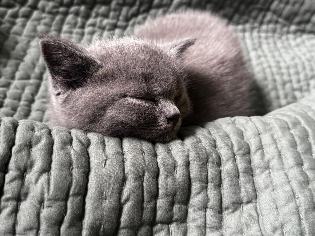 Fern British Shorthair Blue Kitten photo 2