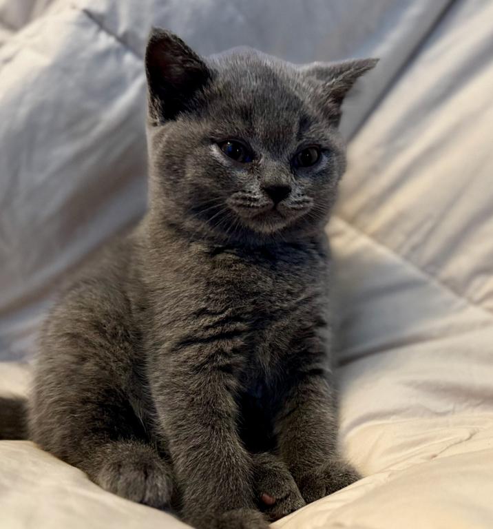 Fern British Shorthair Blue Kitten photo 3