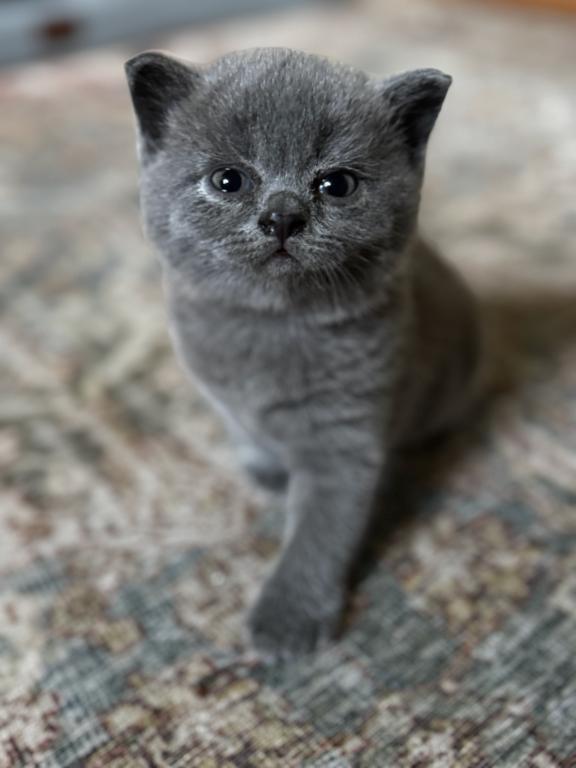 Fern British Shorthair Blue Kitten photo 4