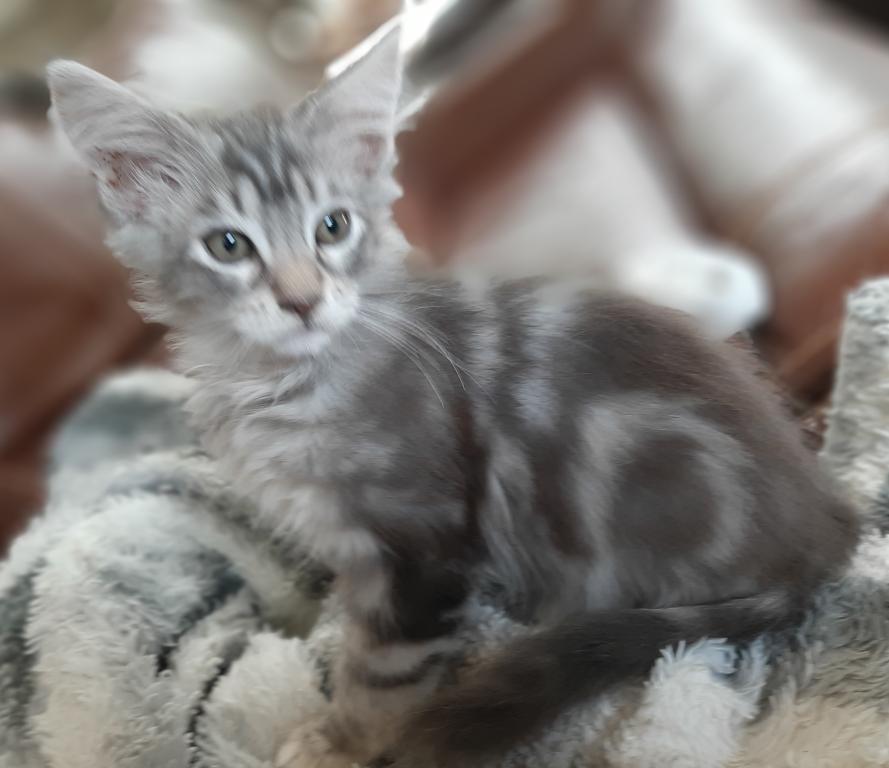 Purebred Maine Coon Classic Tabby Female photo 2