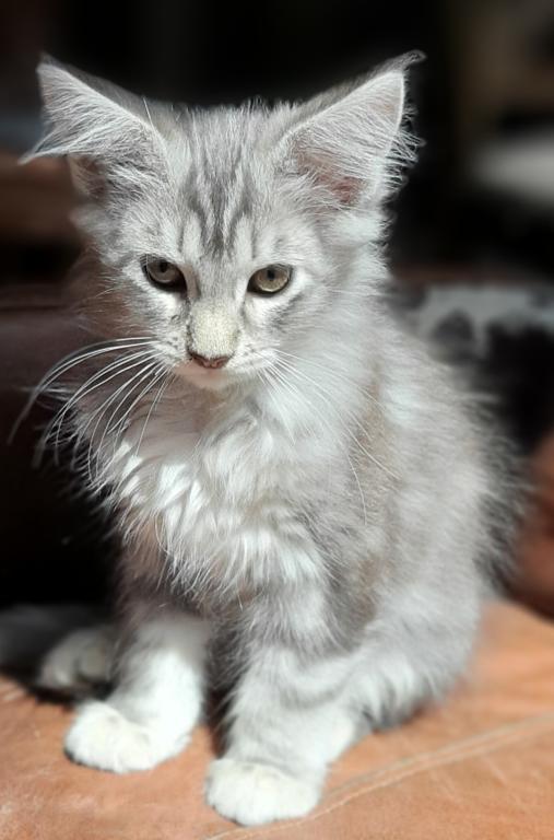 Purebred Maine Coon Classic Tabby Female photo 1