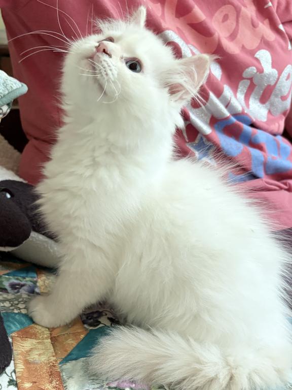 Baby