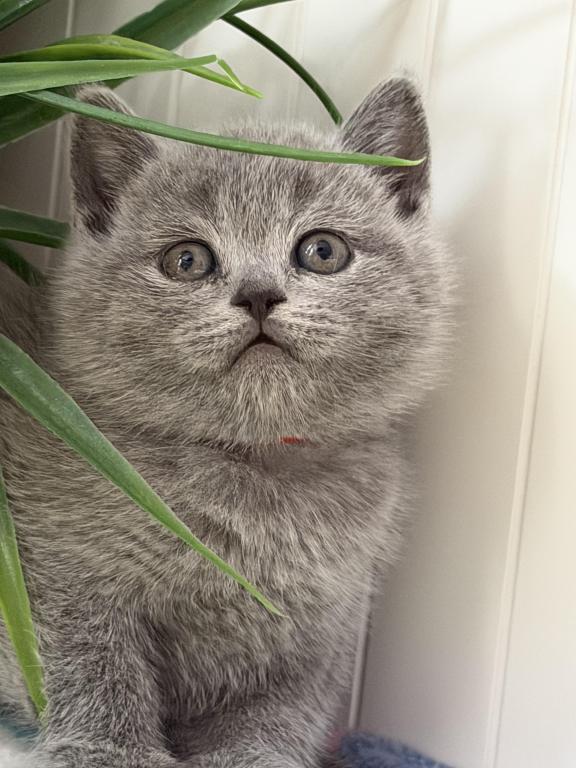 Olivia photo 26