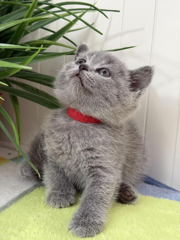Olivia photo 33