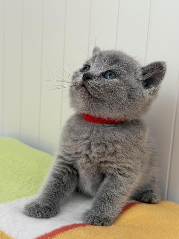 Olivia photo 36