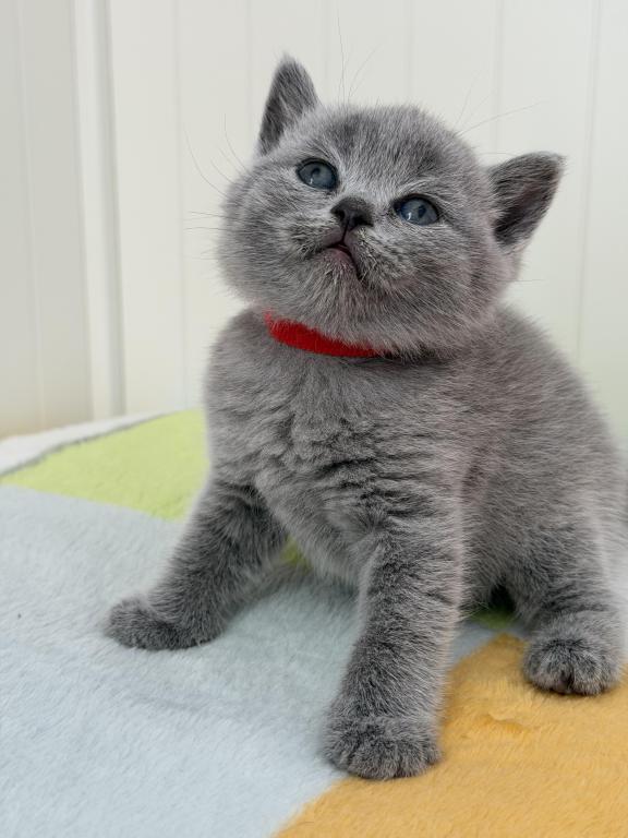 Olivia photo 38