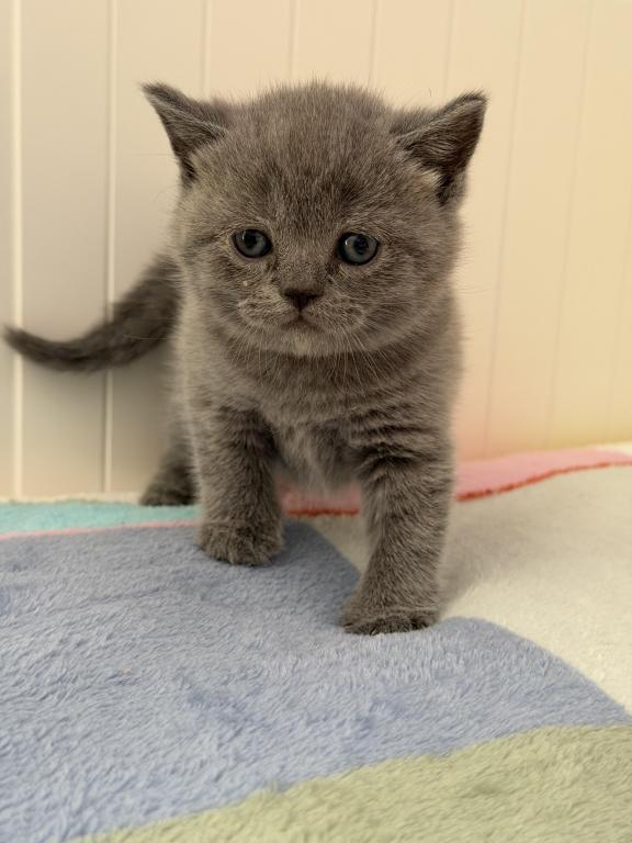 Olivia photo 37
