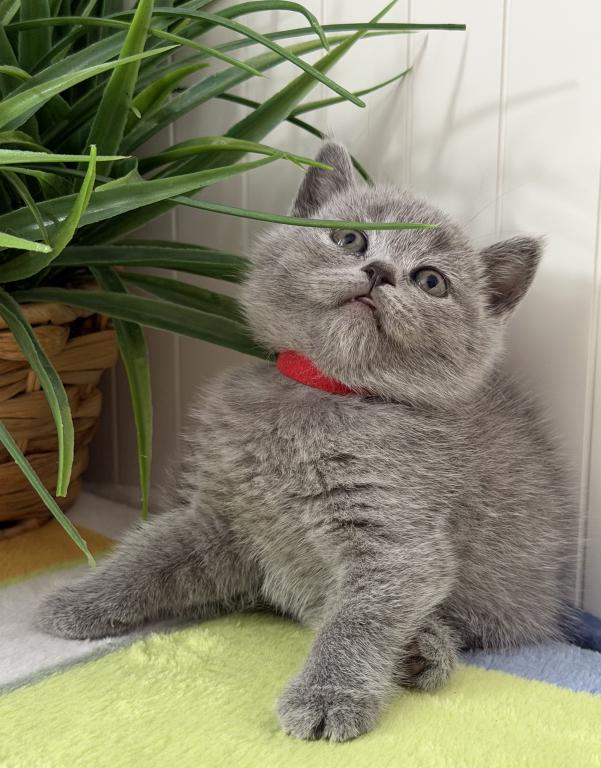 Olivia photo 34