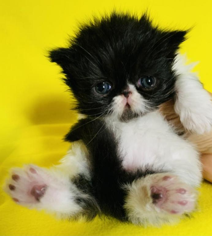 DIRTY HEAVEN CATTERY photo 7