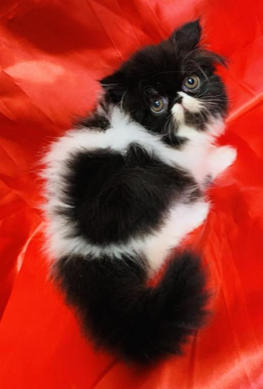 DIRTY HEAVEN CATTERY photo 9