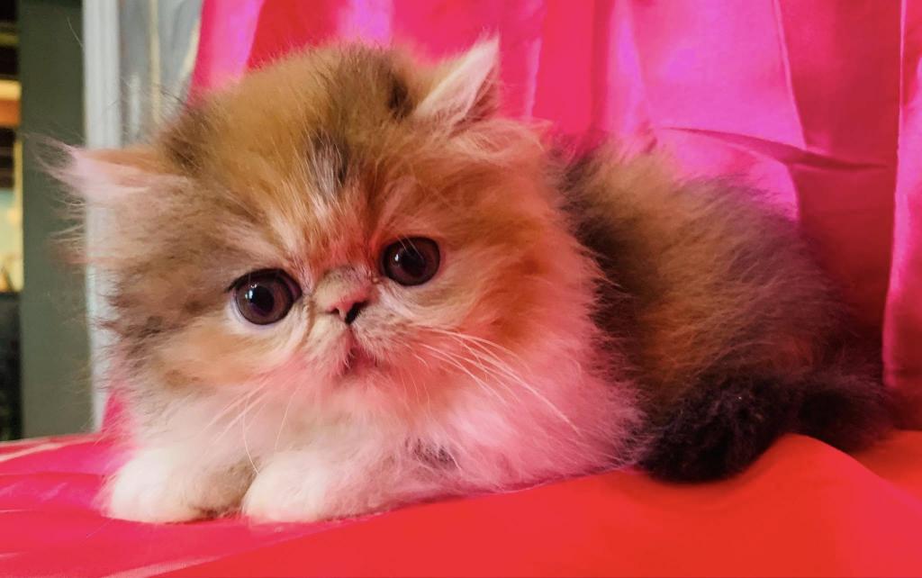 DIRTY HEAVEN CATTERY photo 10