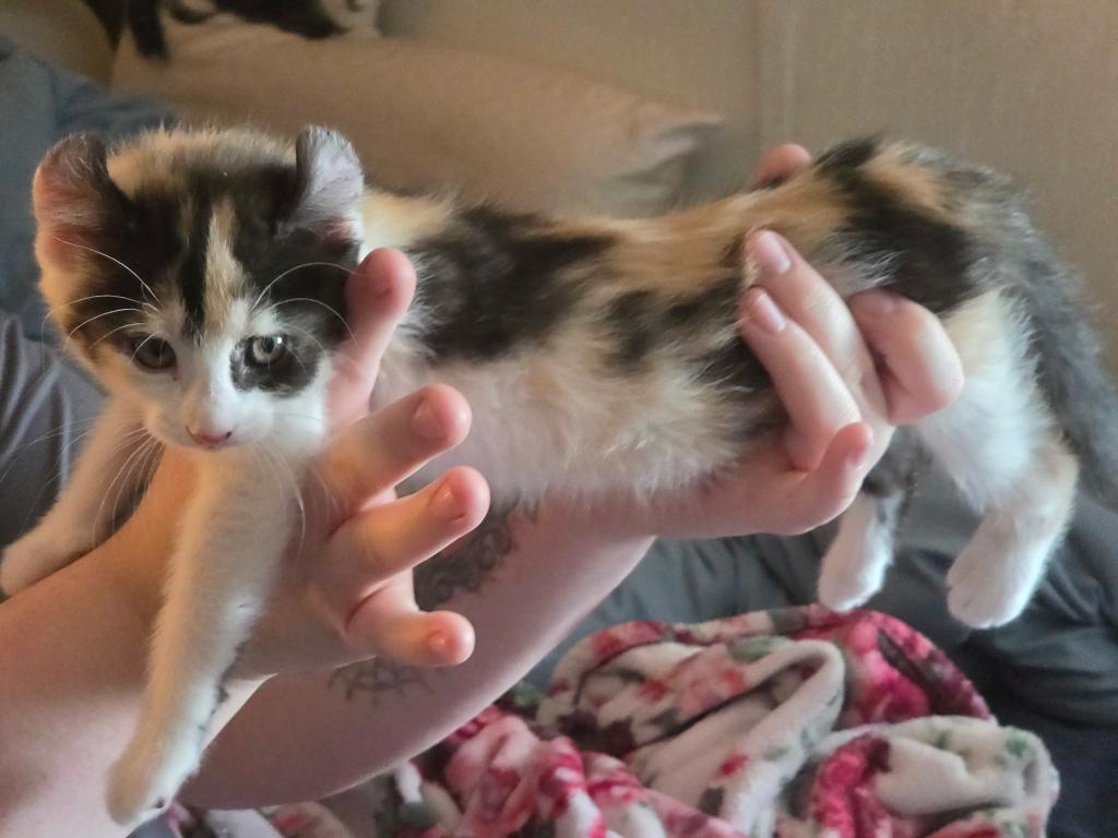 Duchess Elf Ear Calico Female photo 3