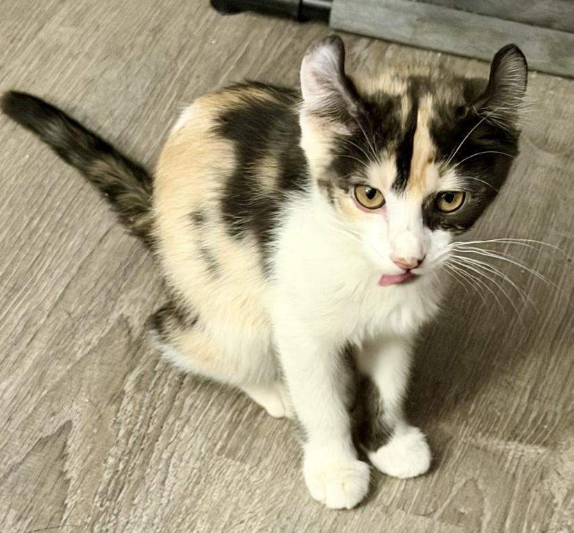 Duchess Elf Ear Calico Female