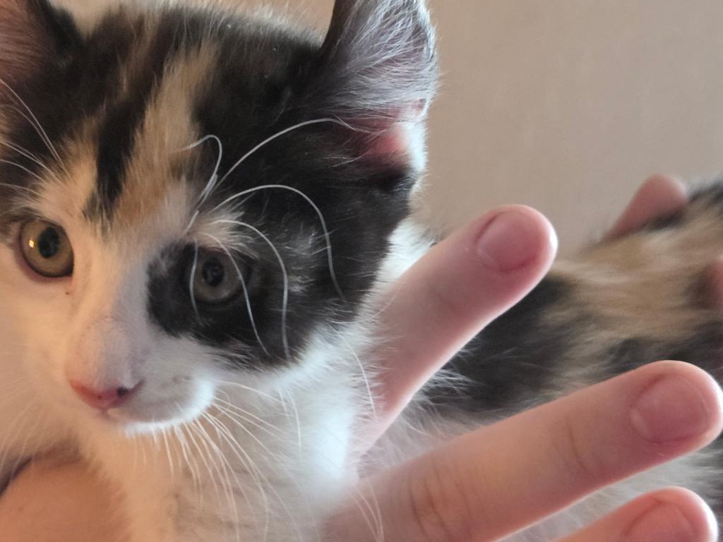 Duchess Elf Ear Calico Female photo 1